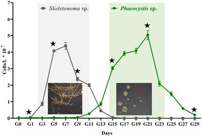 Microbial community composition and metabolic potential during a succession of algal blooms from Skeletonema sp. to Phaeocystis sp.